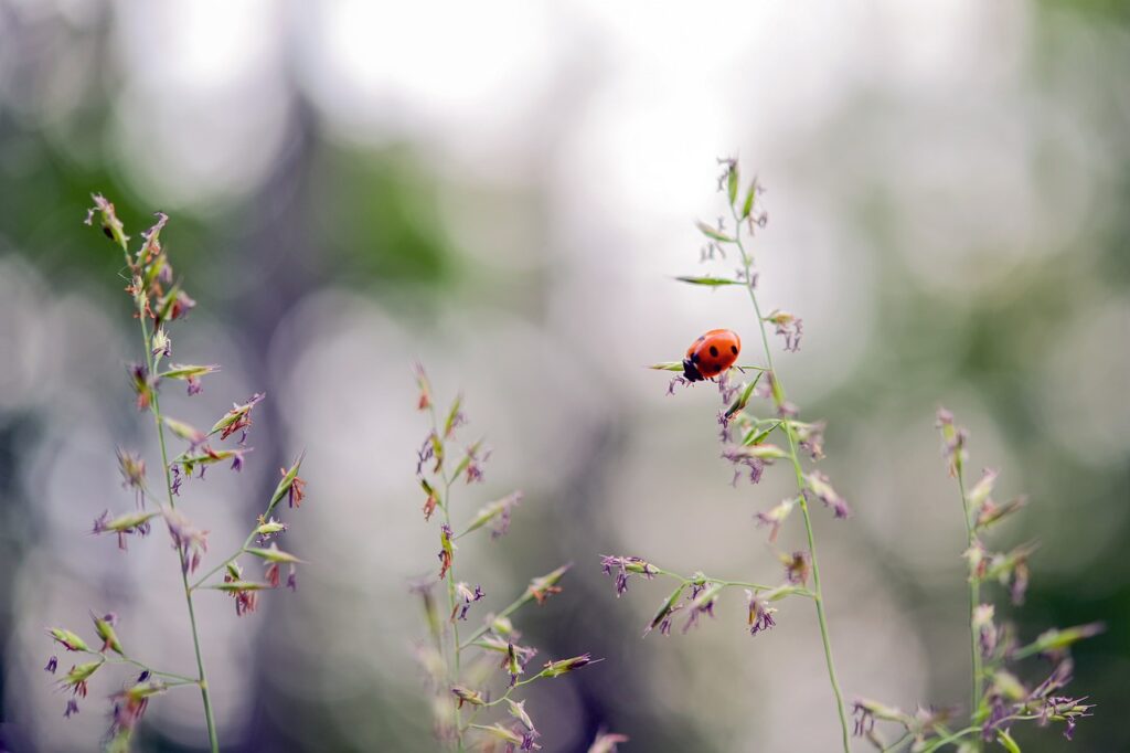ladybug, beetle, lucky charm-5355655.jpg