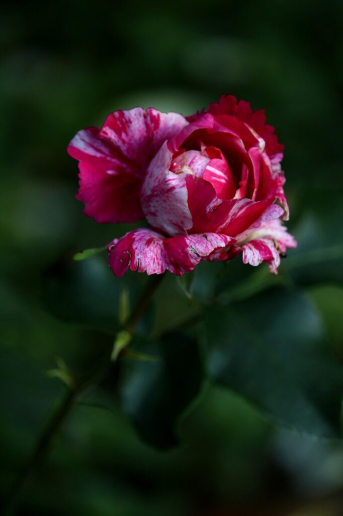 hybrid tea rose, henri matisse, rose-7334802.jpg